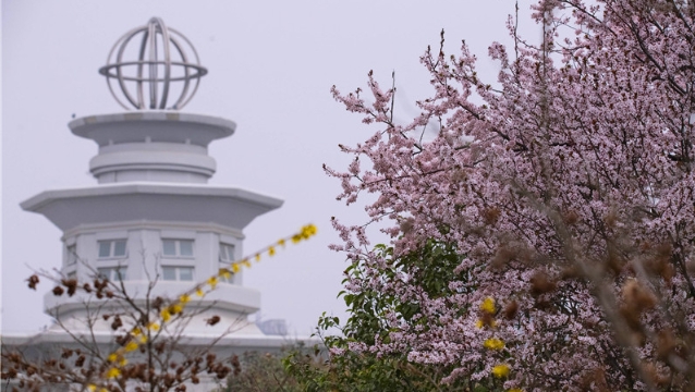 陽春三月，踏青賞花正當(dāng)時