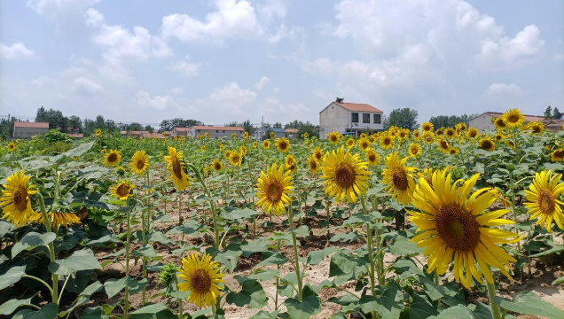[鹿邑]馬鋪鎮(zhèn)：廢閑土地開(kāi)出“幸?；ā?> </a></TD>             </TR>           </TBODY>         </TABLE>         <TABLE class=margin_4 border=0 cellSpacing=0 cellPadding=0 width=