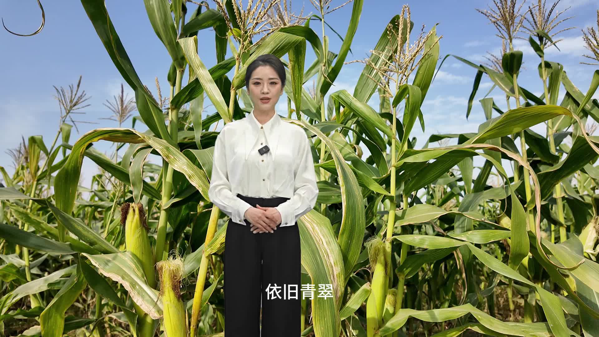 每年可以種三季，冬天成熟的玉米你見過嗎？